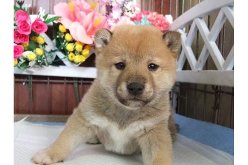 成約済の三重県の柴犬-43871の3枚目